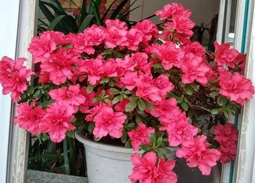 3、改善土壤酸碱度发酵好的松针是显酸性的，比如杜鹃花、茉莉花这些喜酸