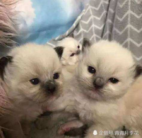 什么东西开始很小玩着就大了 bc0f8733d2404aceac5aa28be02b5ffe.jpeg