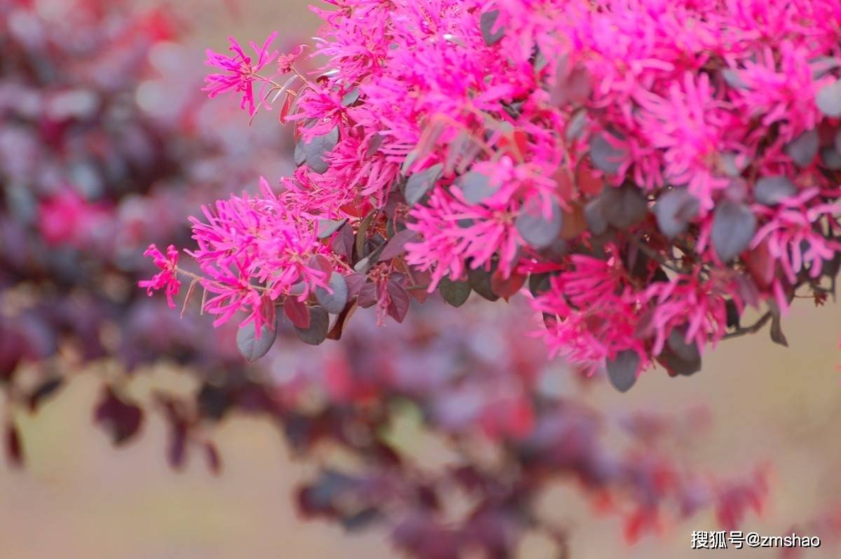 红花檵木真实图片