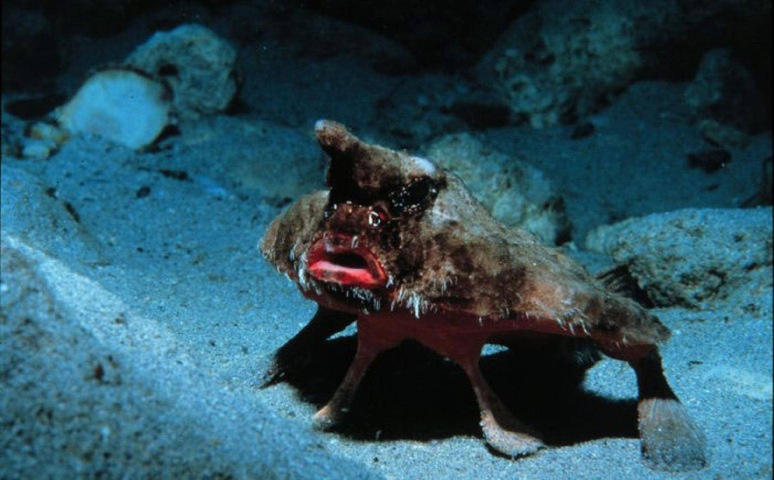 红唇蝙蝠鱼堪称鱼中四不像虽然用鳍走却是海藻清理能手