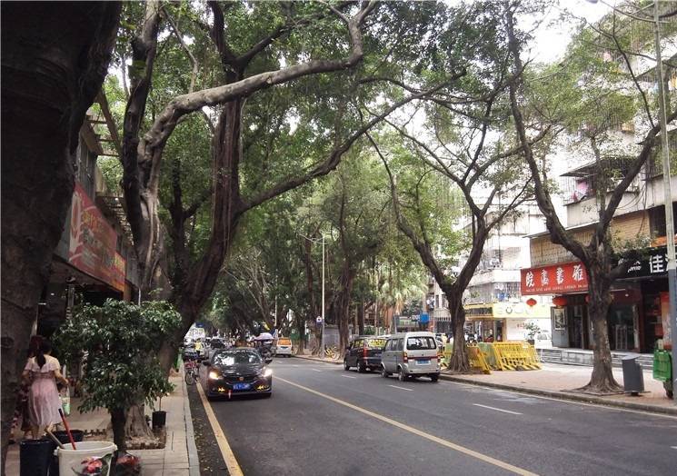 深圳龙华：走在被高大树木荫蔽的路上，感觉如入森林般