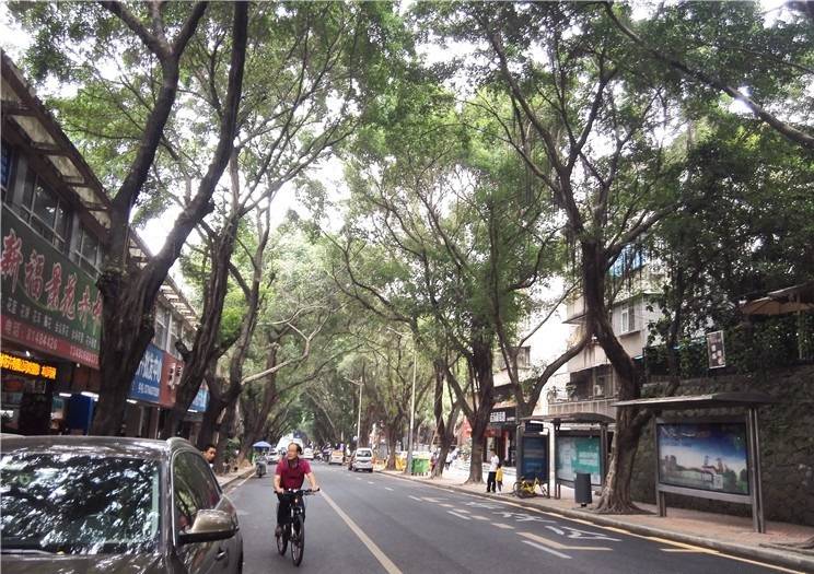 深圳龙华：走在被高大树木荫蔽的路上，感觉如入森林般