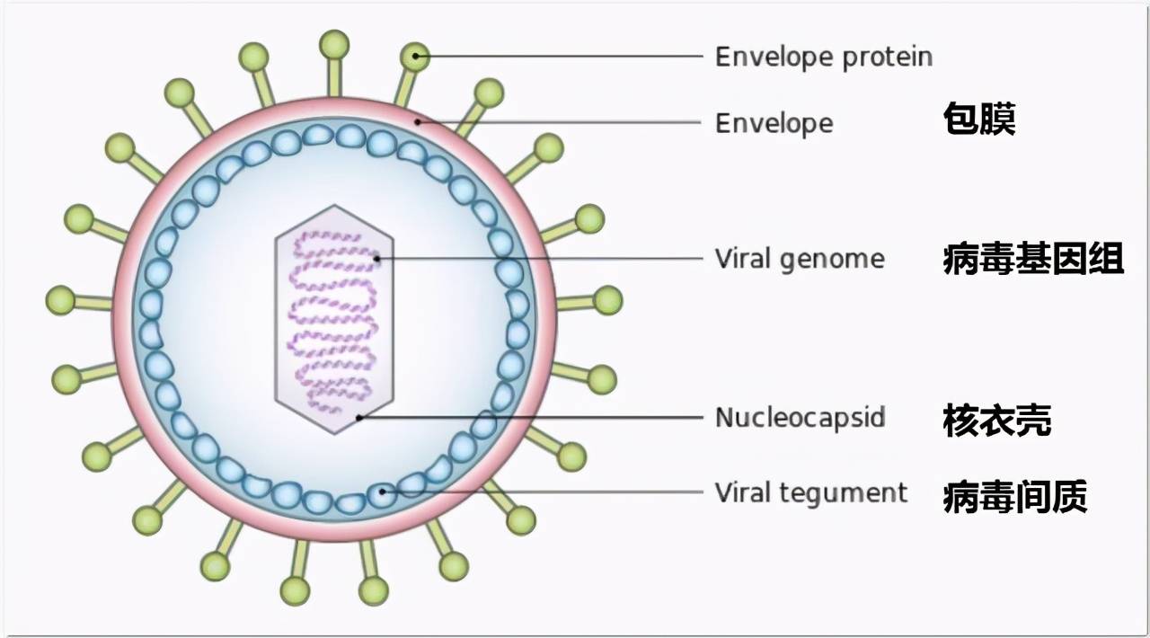而病毒只是一层蛋白质外壳包裹下的一小段遗传物质