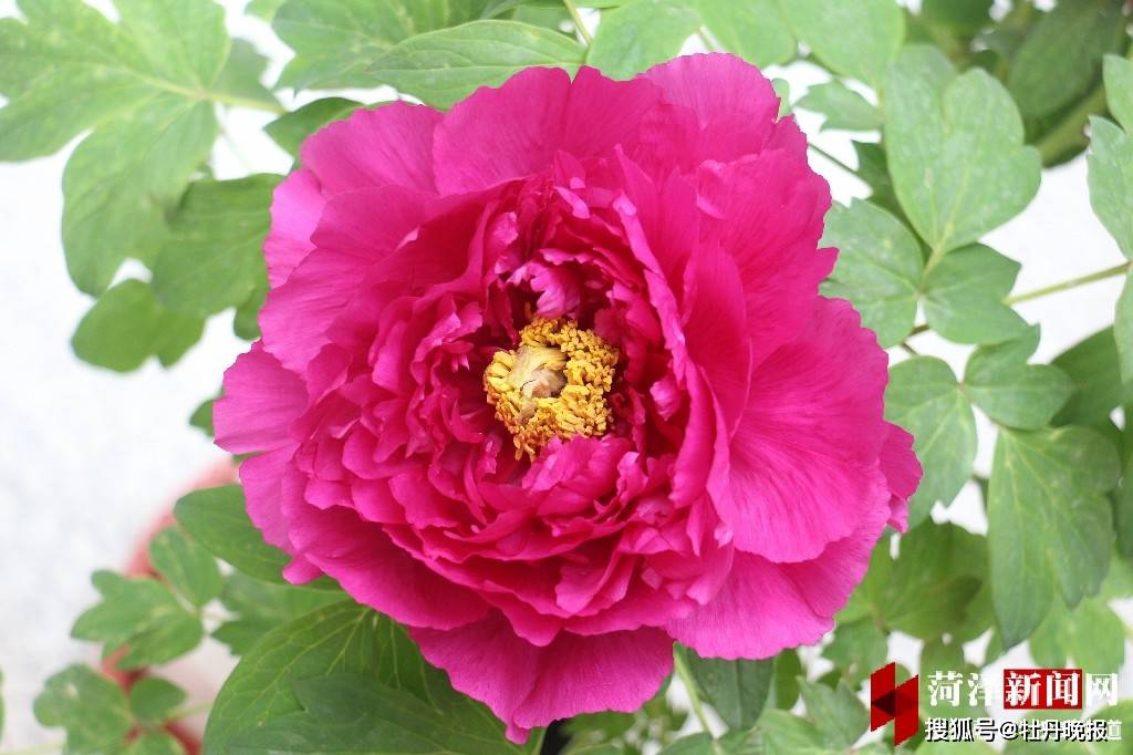 菏泽"金牡丹"大奖评选开启 316盆牡丹争奇斗艳