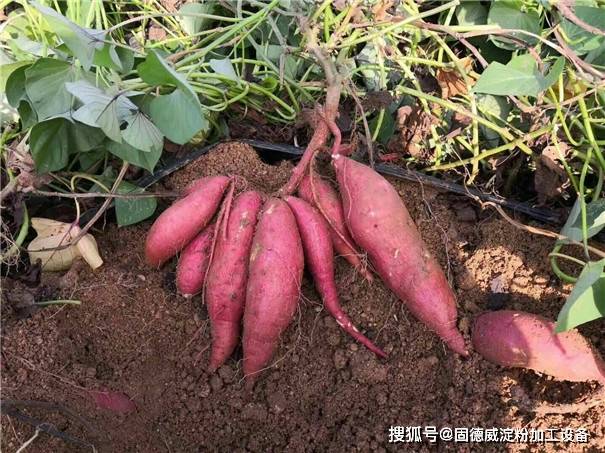 红薯种植高产的两个小诀窍,关键是掌握好栽培技术和翻藤提秧