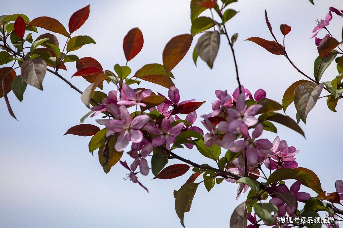 北碚哪里可以看花？这五处地方，是重庆春季赏花的好地方