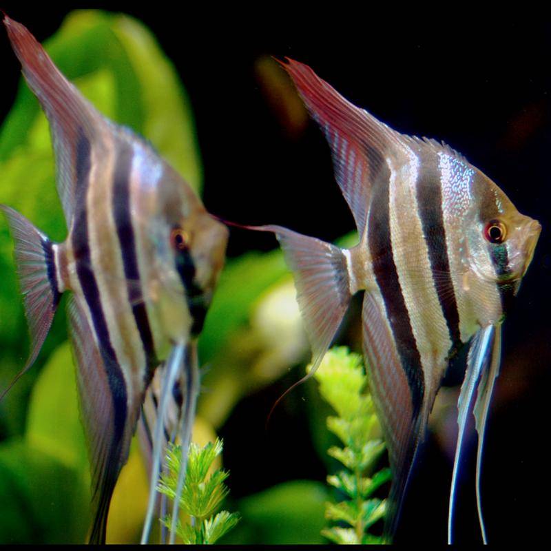 【二狗子讲鱼】神仙鱼怎么分公母?