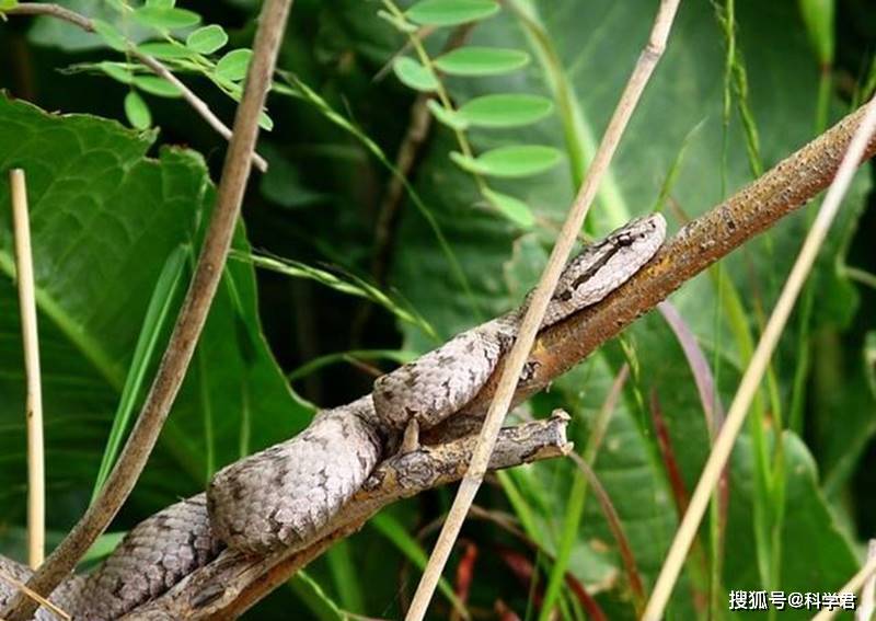 大连蛇岛大约有两万条蛇，如果放两只蜜獾上去，多久能吃完？