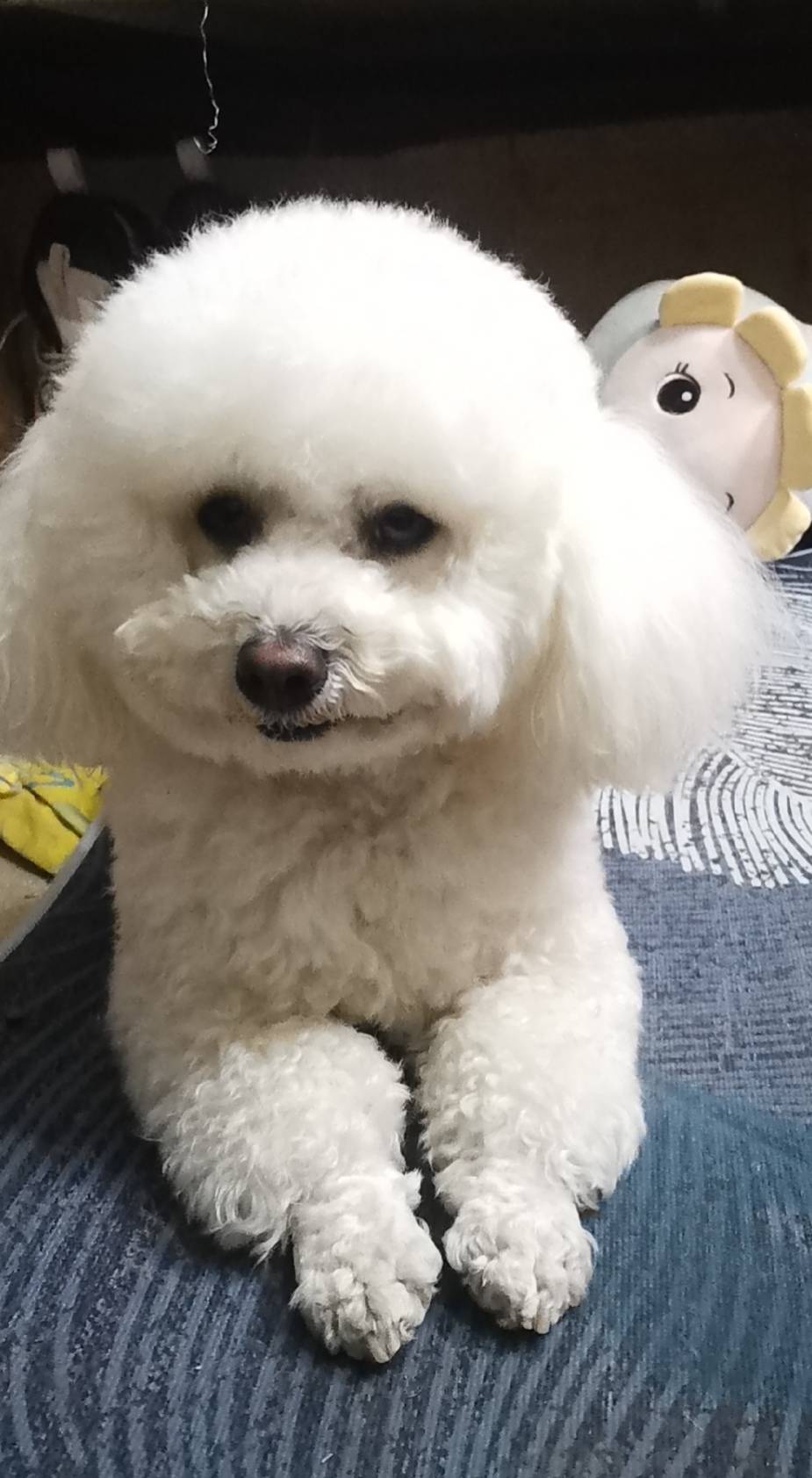 狗狗特征:白色比熊,名字布丁,陌生人叫名字轻微有反应,已经养了两年