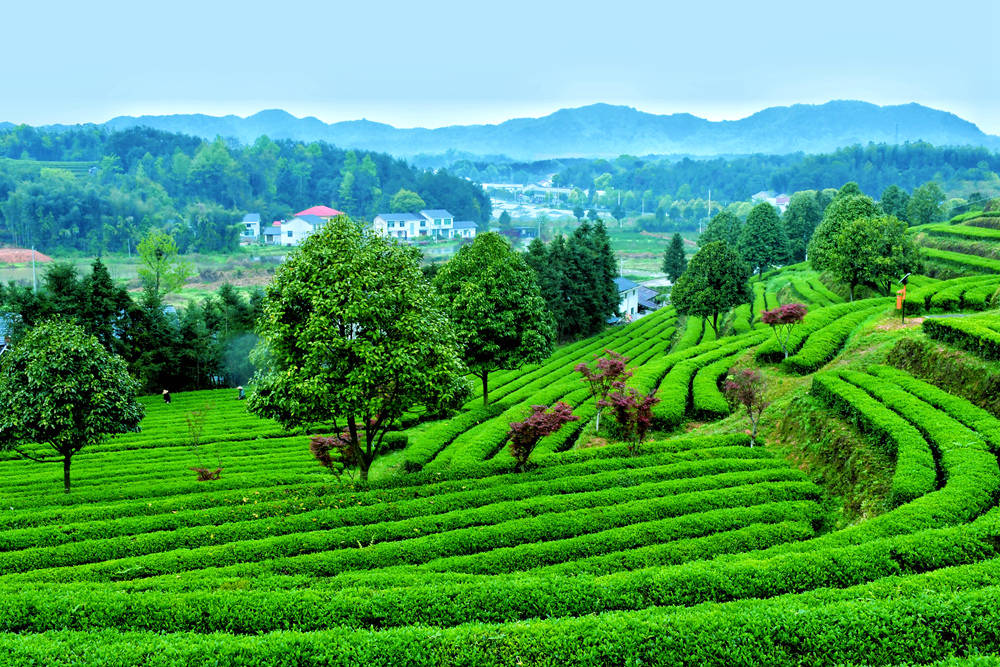 春水初生,春林初盛,绵延如锦的金井镇万亩茶园苍翠欲滴,满地茶香.