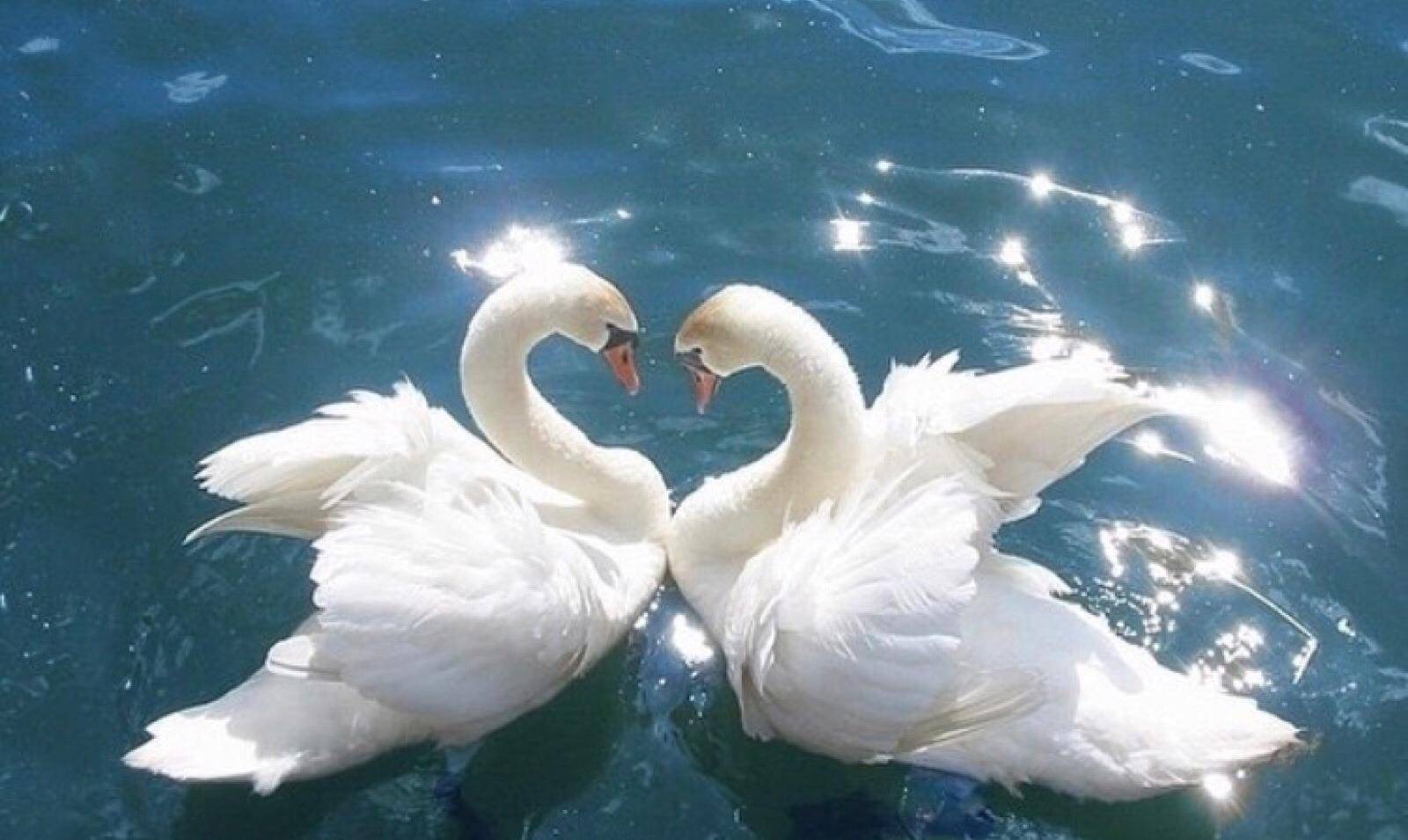 飞蛾扑火的爱情的意思 9d0f77d8afa04f429cdb567f33b0122b.jpeg