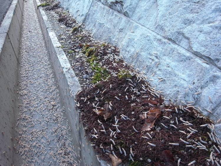 每隔8年日本中部山区定期爆发骇人千足虫潮足以阻挡火车