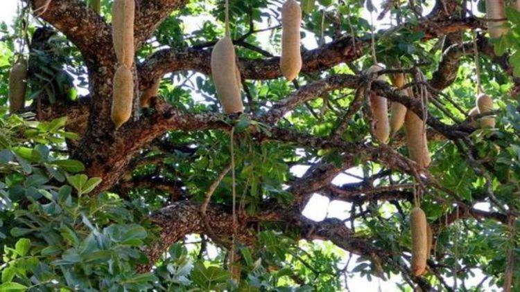 非洲人为何不愿意种地，看到当地的“大香肠树”，网友：垂涎欲滴