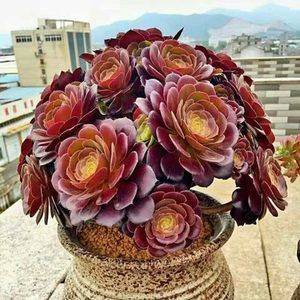 多肉怎么施羊粪 fafc278e785b4ad585e9e2a676e45b97.jpeg