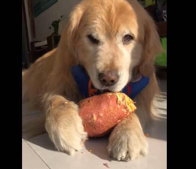 狗狗吃白菜又吃红薯 成素食主义者 不吃肉的狗好吗 食物