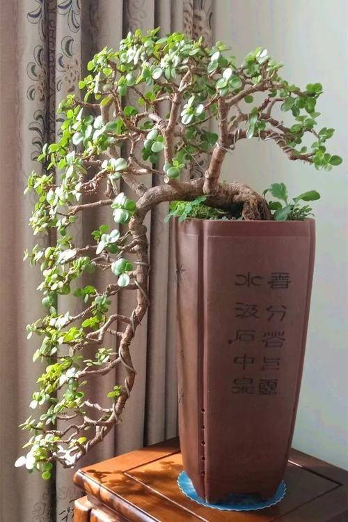 金枝玉叶的造型比较多,可以根据自己的想法打造成漂亮的造型,我们需要