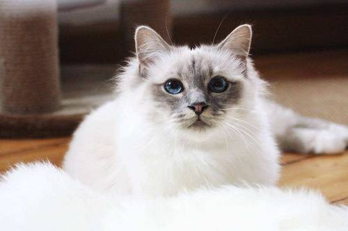 猫咪怎么才能吐毛球 6cd83ddd423b4a20846f55cc046c5162.jpeg