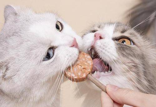 猫咪怎么养才能营养又健康 b43a961477ab4774907076ec550f32da.jpeg