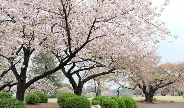 青岛又一公园走红，颇具“江南之美”，正适合踏春，不要错过