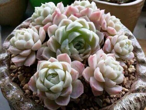 原创多肉中的"纯情少女",不出状态也很美,看到就想养一盆!