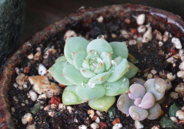 多肉植物不好养 那是你没养过这几种 皮实货 叶片