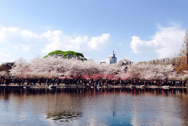 清明小长假即将来临！北京这个公园不要错过，三月樱花适合踏春