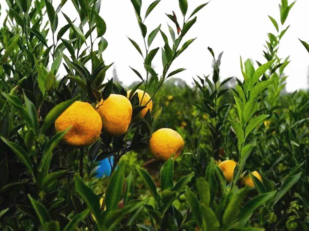 陈皮颂柑皮最好茶枝柑佳品应为新会皮