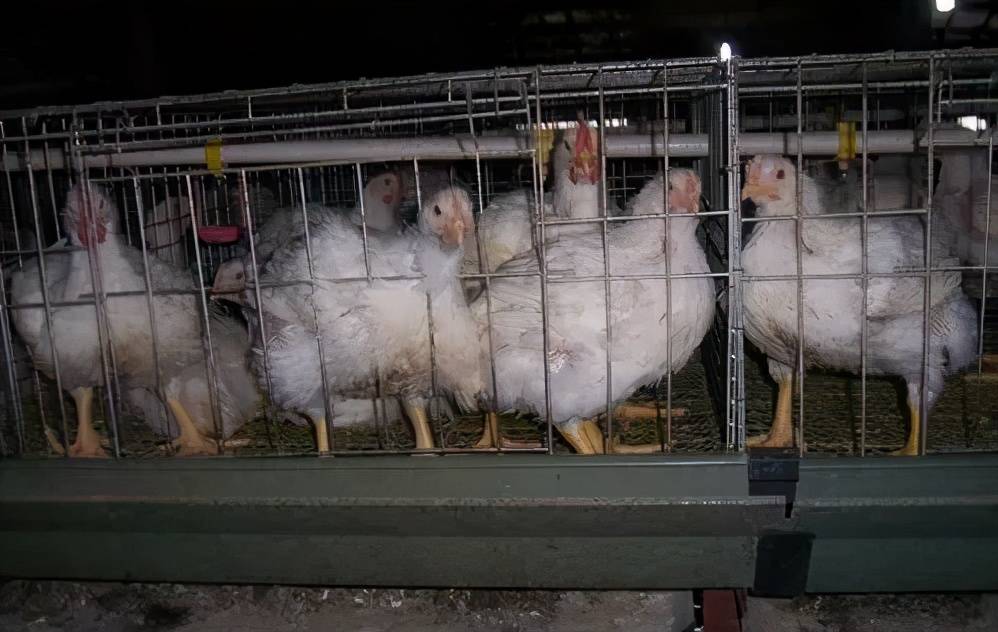 肉鸡腺肌胃炎发病率高达98 造成生长不良 过料 消瘦 毒素