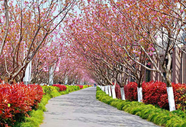 上海晚樱盛开，高东樱花园人满为患，居然还有的在吃樱花！
