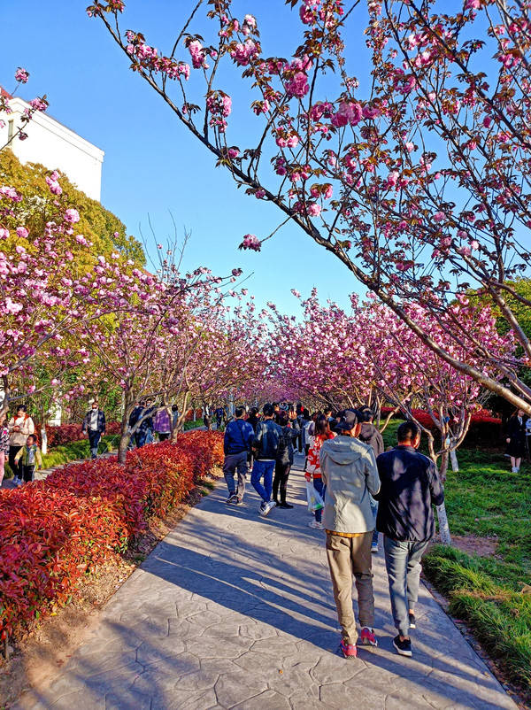 上海晚樱盛开，高东樱花园人满为患，居然还有的在吃樱花！