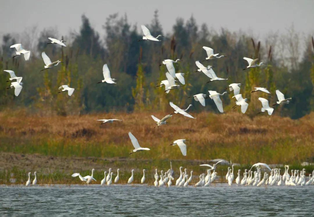 爱鸟周来了！杭州湾新区国家湿地公园期待您的到来！