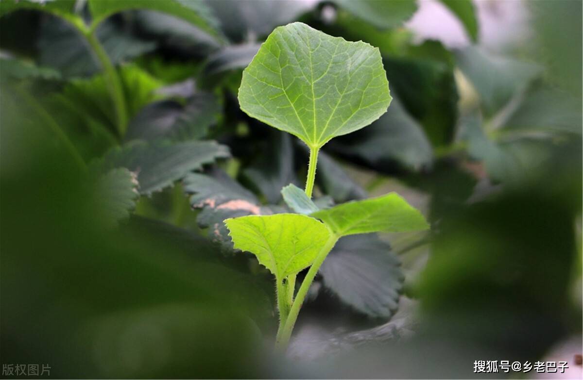 原創甜瓜種植想高產關鍵在整枝去主留子孫藤結瓜多還藤旺