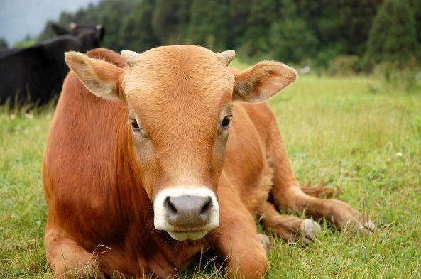 原创牛牛牛牛牛今明两天不要去这些地方大师算的准得离谱