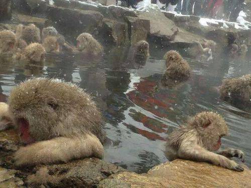 日本泡温泉的猴子景象，看起来很温暖，背后却有着残忍而冷酷的现实