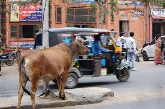 印度把牛看做最神圣的动物，为什么它每年还会出口400万吨牛肉？