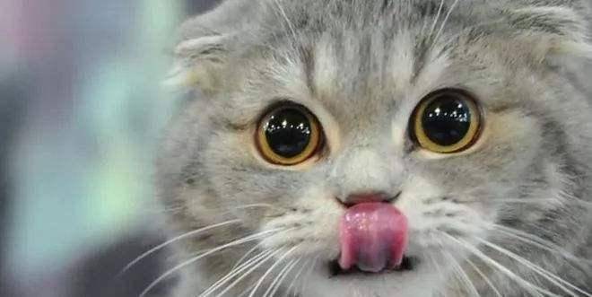 猫咪怎么养会听话 aa242fc1f4094604b0c372cc5eb16abb.jpeg