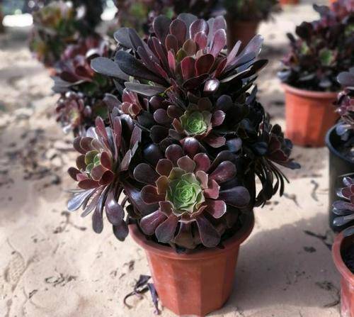 多肉植物怎么养成老桩室内 b09b92c066674b5aa859832543c6a11d.jpeg