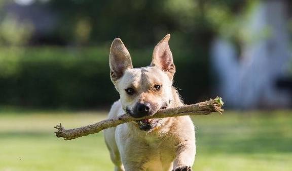 怎么教狗狗不能乱撒尿 b84148e56dac4461893bf7404a077e41.jpeg