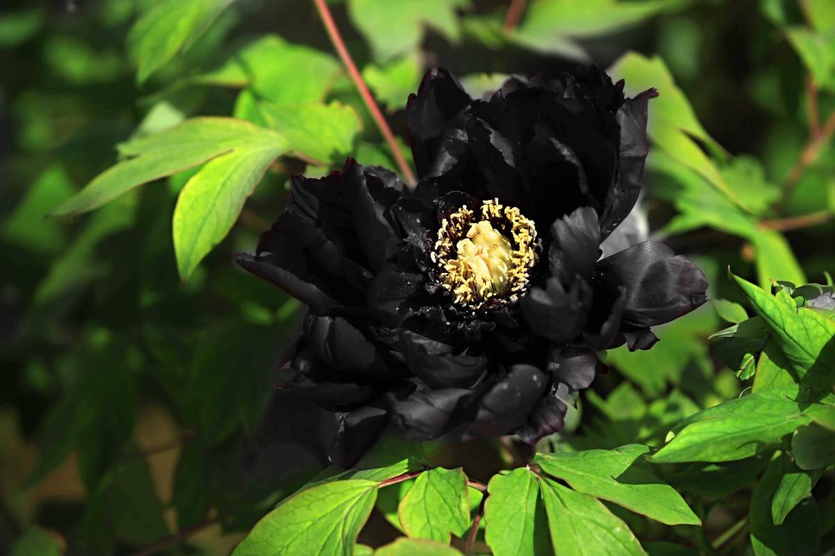 纯黑色壁纸花朵图片