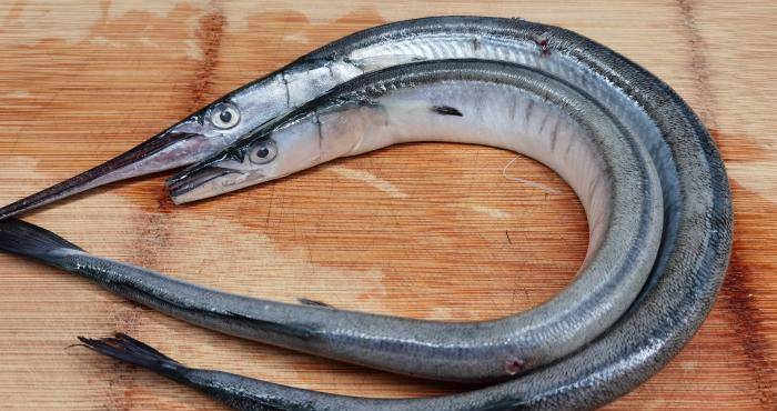 夏天遇到此鱼别手软目前无法人工养殖营养好吃烤着吃最香