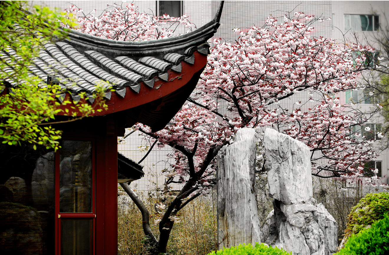 不负春日好时光来长富宫饭店赏樱花享美馔