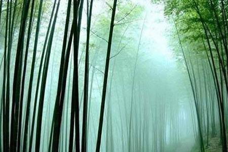 “云山竹海，天上人间”，世界最大竹林面积集中地，蜀南竹海