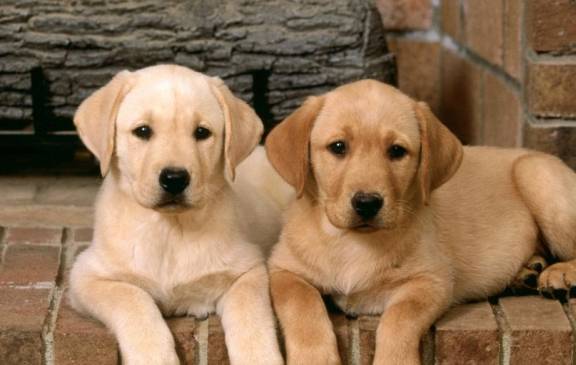 如何正确饲养一条龙 6003351216b842bd92c3be789631686e.jpeg