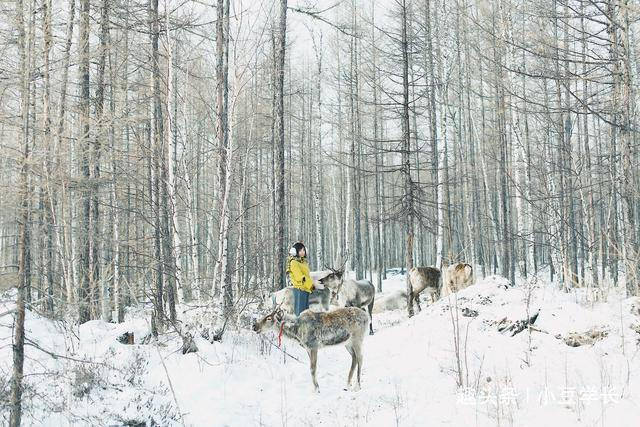 内蒙古的最北端，国内唯一放牧驯鹿的鹿园，在此拍上人像大片