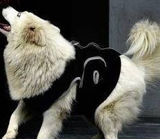 狗狗怎么训练才不会乱叫 9cc41db034d944d1a19a718e947eec32.jpeg