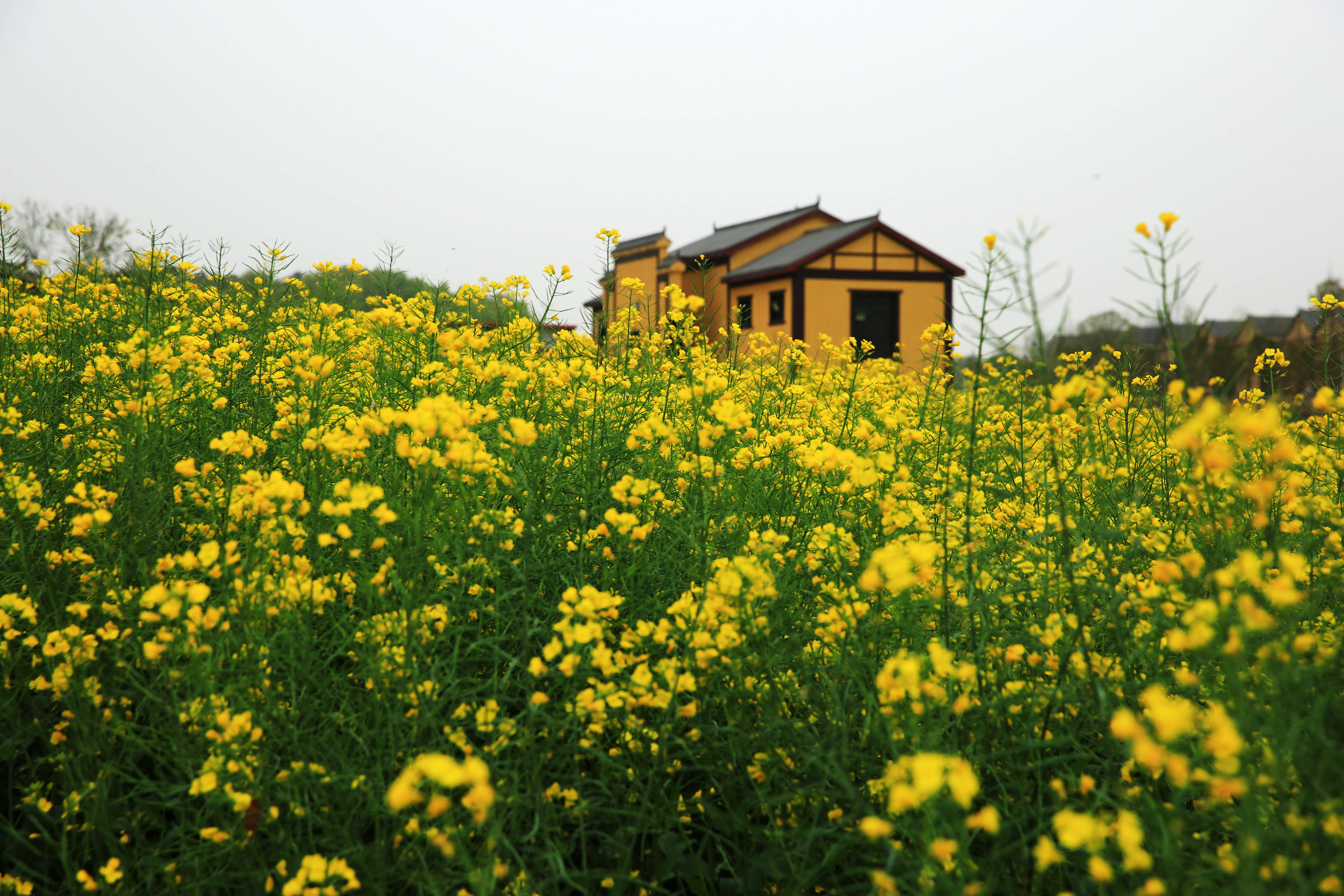 这里四季鲜花不断，不仅是武汉的后花园，还是最美的休闲乡村