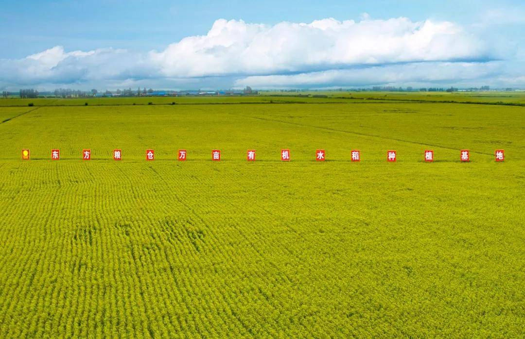 东方集团在黑龙江省五常市首期流转的13万亩优质水稻田