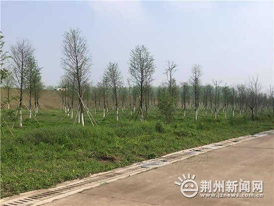 临江仙公园二期建设项目加紧建设，荆州市民又添好去处