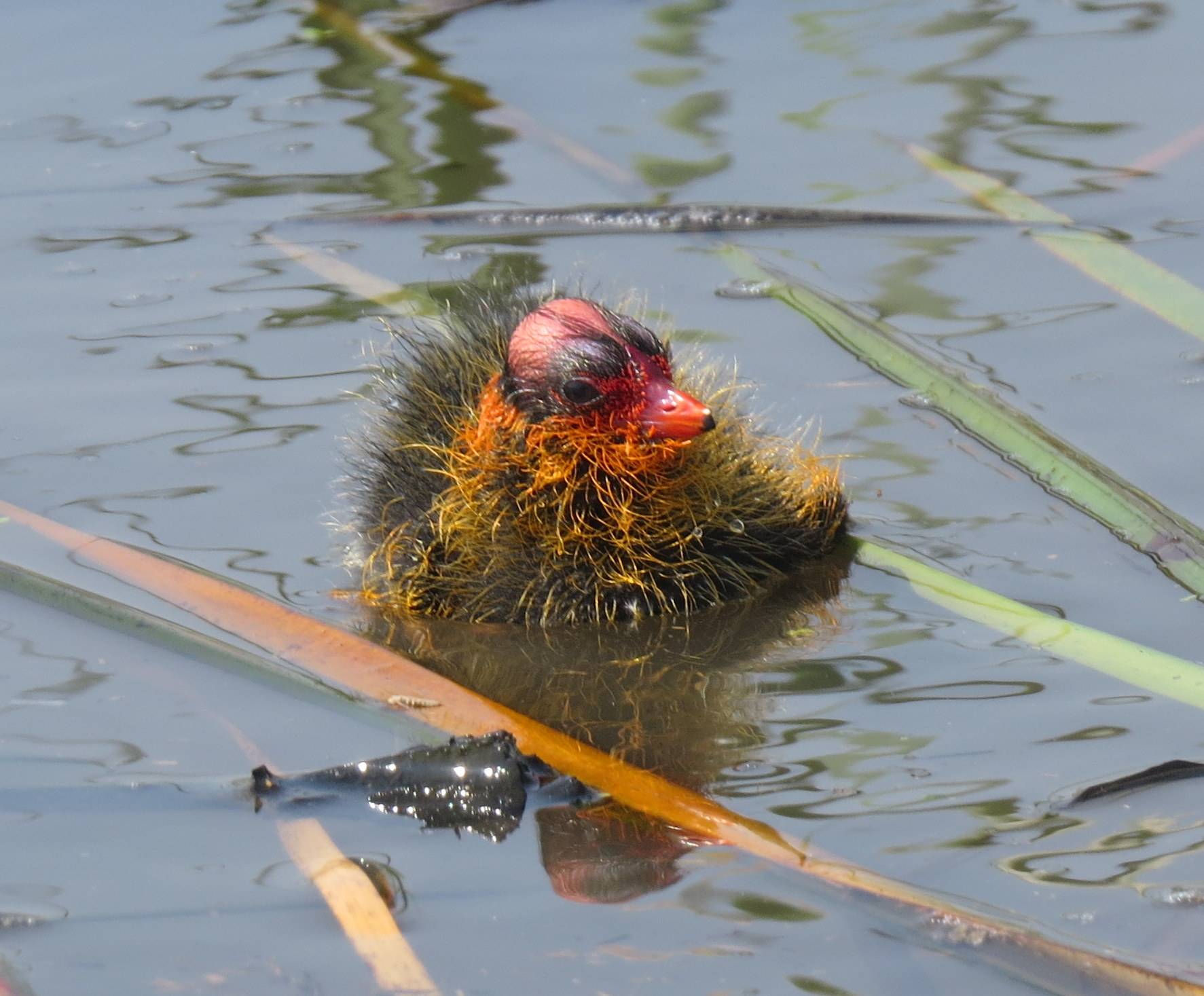 白骨顶鸡的“黑暗森林法则”：10枚蛋不同命，弱小安静反而能活_搜狐网