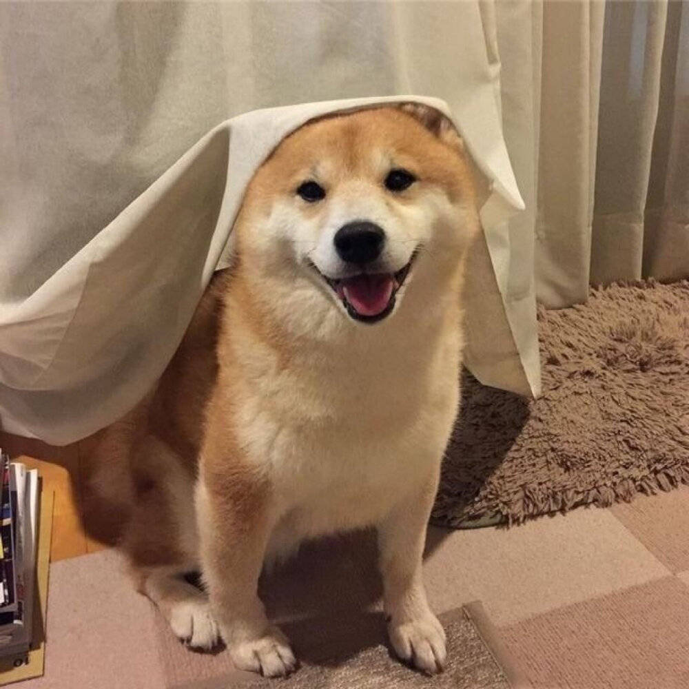 如何养好一只柴犬把柴犬养漂亮的基本要领